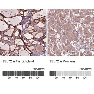 Merck Anti-SSU72 antibody produced in rabbit