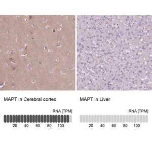 Merck Anti-MAPT antibody produced in rabbit