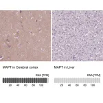 Merck Anti-MAPT antibody produced in rabbit