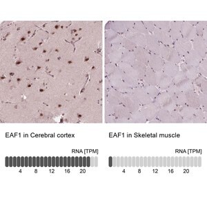 Merck Anti-EAF1 antibody produced in rabbit