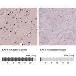 Merck Anti-EAF1 antibody produced in rabbit