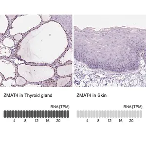 Merck Anti-ZMAT4 antibody produced in rabbit