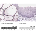 Merck Anti-ZMAT4 antibody produced in rabbit