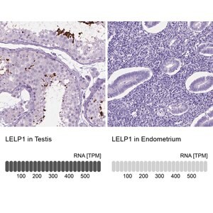 Merck Anti-LELP1 antibody produced in rabbit