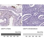 Merck Anti-LELP1 antibody produced in rabbit
