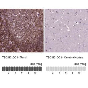 Merck Anti-TBC1D10C antibody produced in rabbit