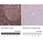 Merck Anti-TBC1D10C antibody produced in rabbit