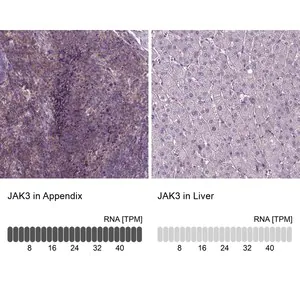 Merck Anti-JAK3 antibody produced in rabbit