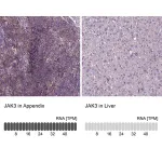 Merck Anti-JAK3 antibody produced in rabbit