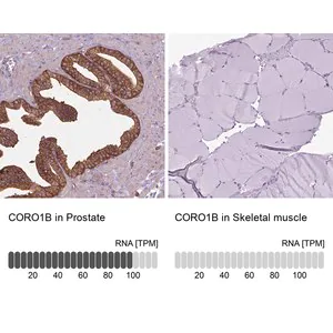 Merck Anti-CORO1B antibody produced in rabbit