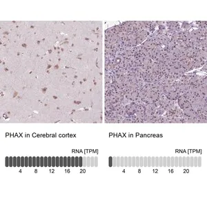 Merck Anti-PHAX antibody produced in rabbit