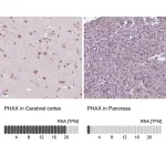 Merck Anti-PHAX antibody produced in rabbit
