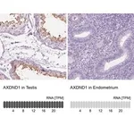Merck Anti-AXDND1 antibody produced in rabbit