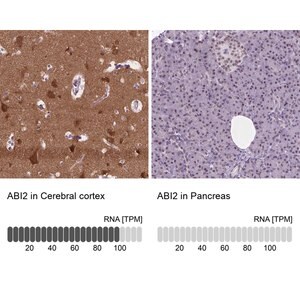 Merck Anti-ABI2 antibody produced in rabbit