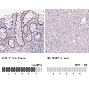 Merck Anti-GAL3ST2 antibody produced in rabbit
