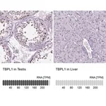 Merck Anti-TBPL1 antibody produced in rabbit