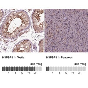 Merck Anti-HSPBP1 antibody produced in rabbit