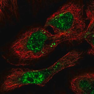Merck Anti-PHF7 antibody produced in rabbit