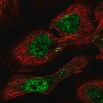 Merck Anti-PHF7 antibody produced in rabbit