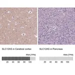Merck Anti-SLC12A5 antibody produced in rabbit