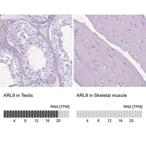 Merck Anti-ARL9 antibody produced in rabbit