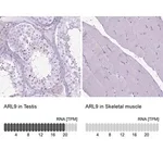 Merck Anti-ARL9 antibody produced in rabbit