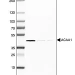 Merck Monoclonal Anti-ACAA1 antibody produced in mouse