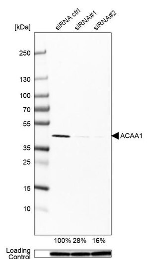 Merck Monoclonal Anti-ACAA1 antibody produced in mouse