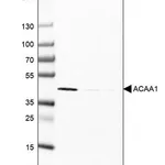 Merck Monoclonal Anti-ACAA1 antibody produced in mouse