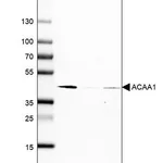 Merck Monoclonal Anti-ACAA1 antibody produced in mouse