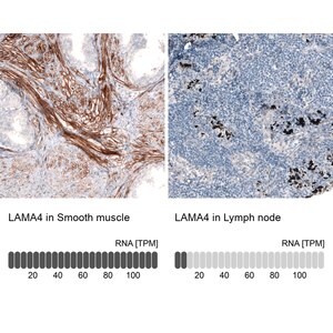 Merck Monoclonal Anti-LAMA4 antibody produced in mouse