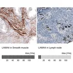 Merck Monoclonal Anti-LAMA4 antibody produced in mouse