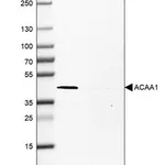 Merck Monoclonal Anti-ACAA1 antibody produced in mouse