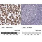 Merck Monoclonal Anti-LAMC1 antibody produced in mouse