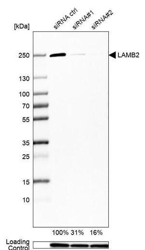 Merck Monoclonal Anti-LAMB2 antibody produced in mouse