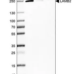 Merck Monoclonal Anti-LAMB2 antibody produced in mouse