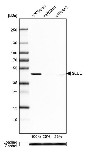 Merck Monoclonal Anti-GLUL antibody produced in mouse