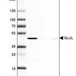 Merck Monoclonal Anti-GLUL antibody produced in mouse