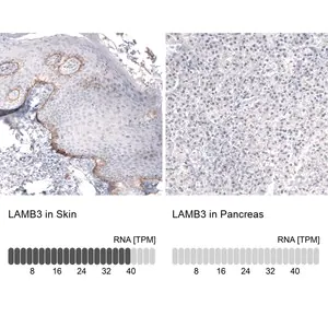 Merck Monoclonal Anti-LAMB3 antibody produced in mouse