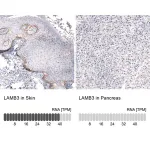 Merck Monoclonal Anti-LAMB3 antibody produced in mouse