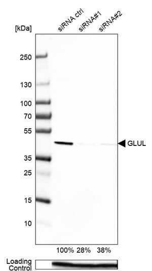 Merck Monoclonal Anti-GLUL antibody produced in mouse