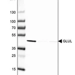 Merck Monoclonal Anti-GLUL antibody produced in mouse