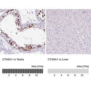 Merck Anti-CT45A1 antibody produced in rabbit