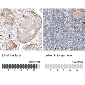 Merck Monoclonal Anti-LAMA1 antibody produced in mouse
