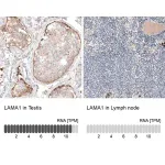 Merck Monoclonal Anti-LAMA1 antibody produced in mouse