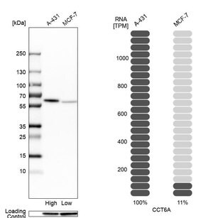 Merck Anti-CCT6A antibody produced in rabbit