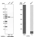 Merck Anti-CCT6A antibody produced in rabbit
