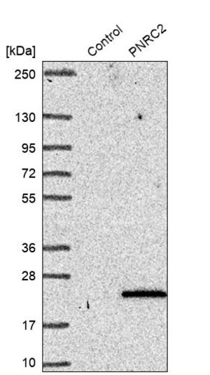 Merck Anti-PNRC2 antibody produced in rabbit