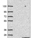 Merck Anti-PNRC2 antibody produced in rabbit