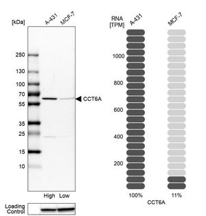 Merck Anti-CCT6A antibody produced in rabbit